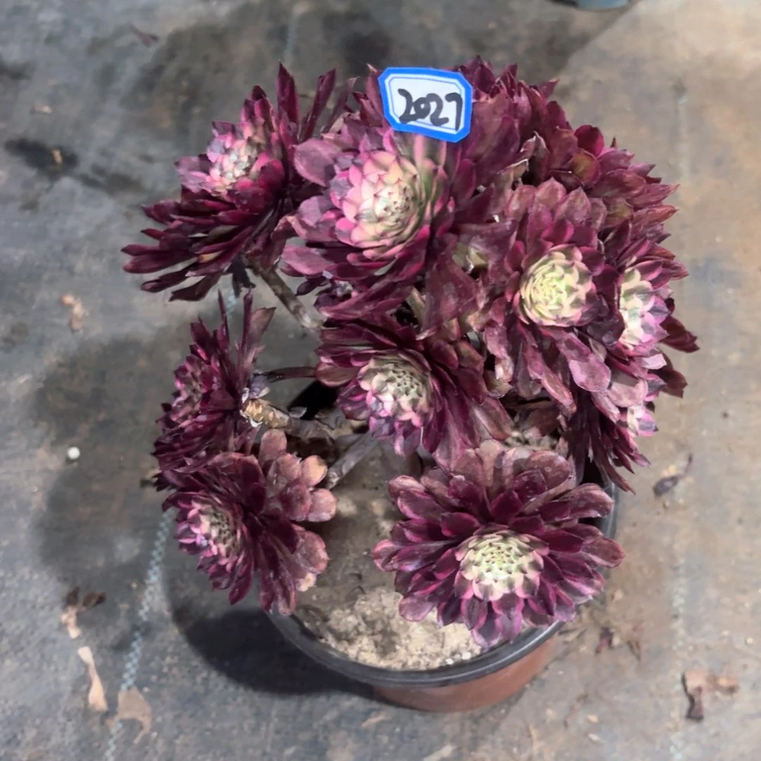 凌波仙子法师多肉2027