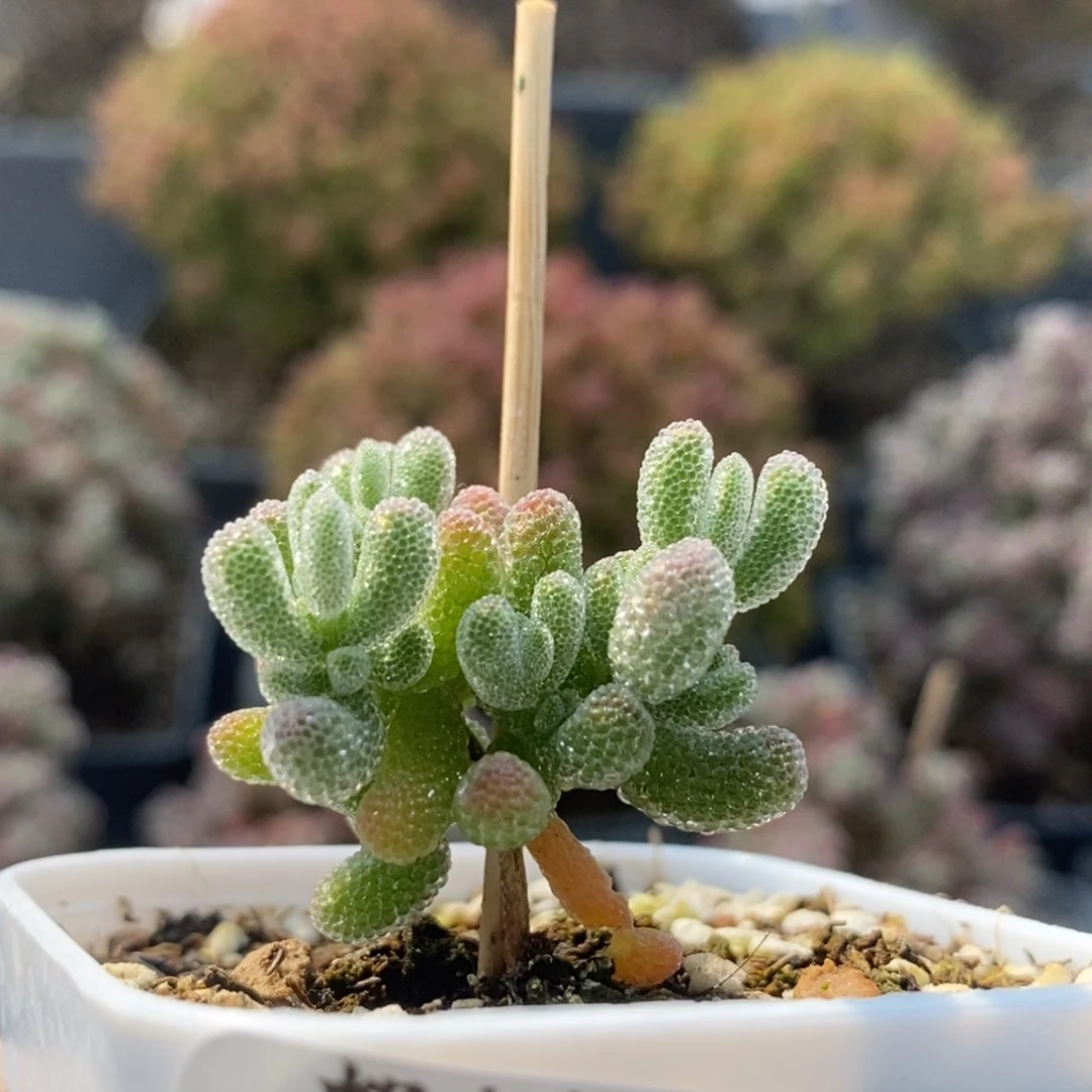 优选冰晶4340枝干番杏