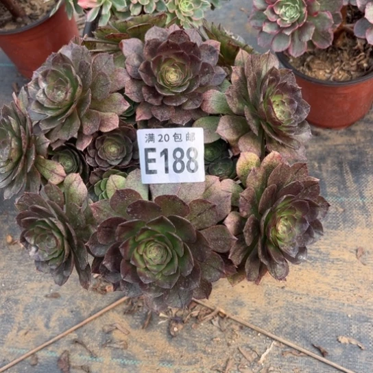 188万拉丝不包断枝