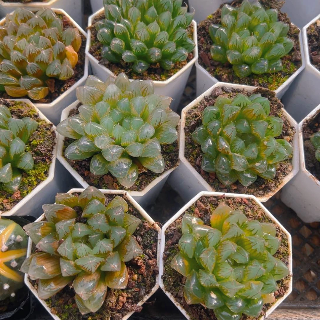 红丝玉露多肉多肉多肉一颗