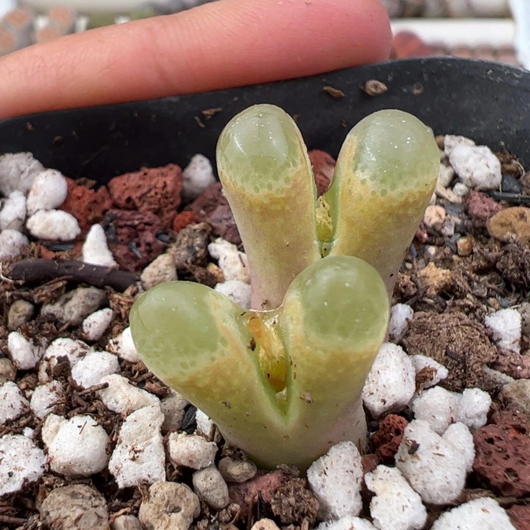 12.9好看的多肉脱土发货530