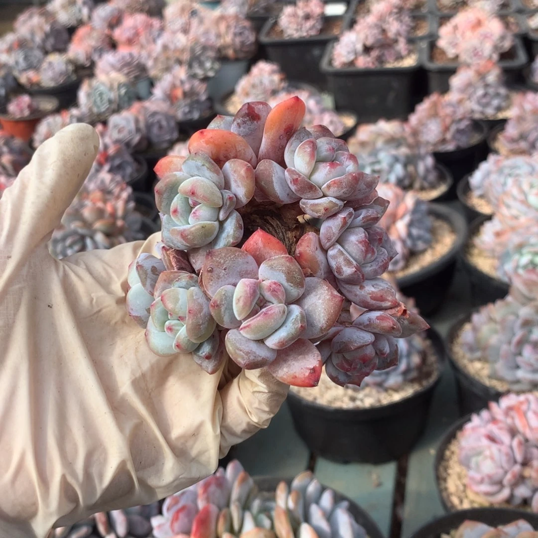 无花朵哈哈哈哈哈哈哈哈12