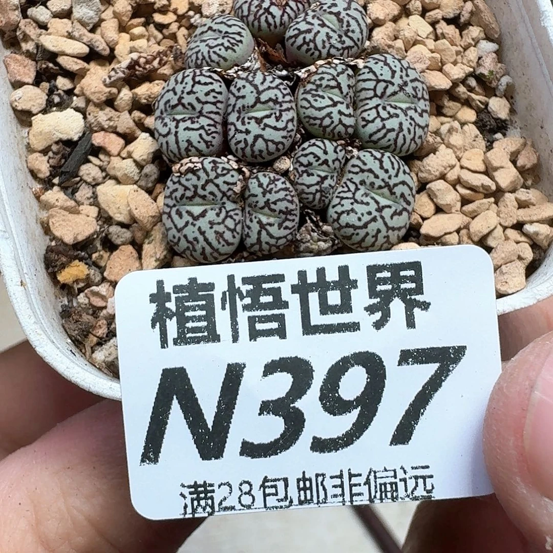 多肉植物的润泽发发