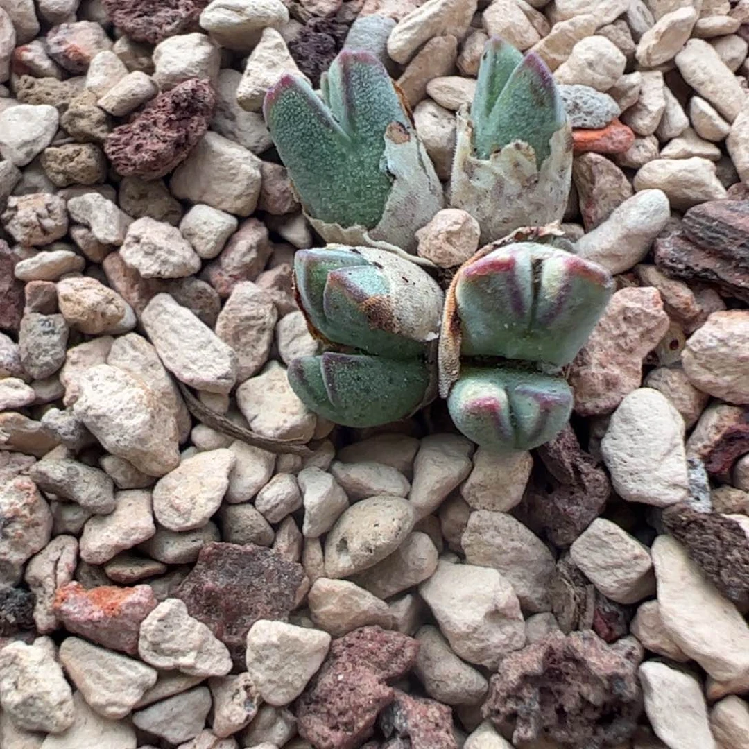 375 好看的多肉冲冲冲