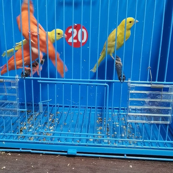 虎皮鹦鹉路*辣椒一对蜡黄一对