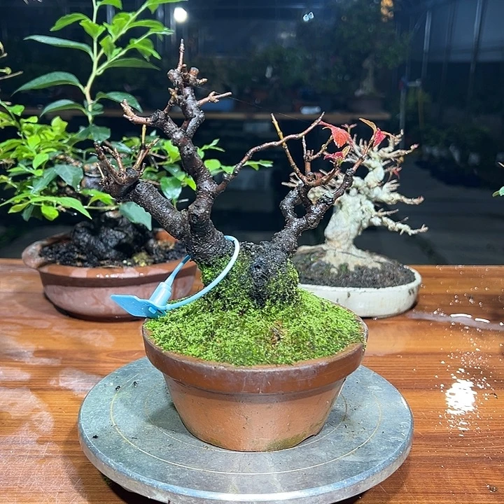 S***g无花朵日本进口枫树盆景