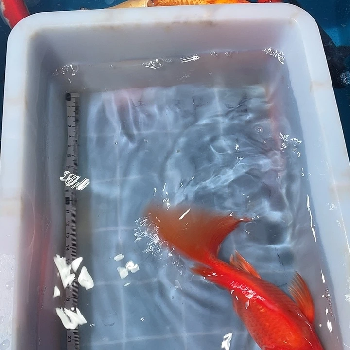 蝴蝶鲤鱼渔场直发89