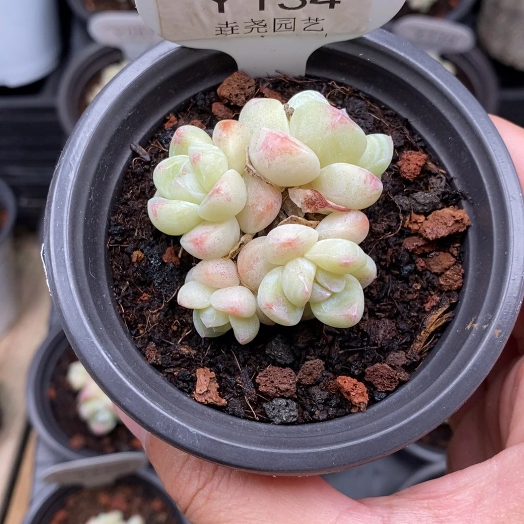 0134 冰玉四头 4.5cm