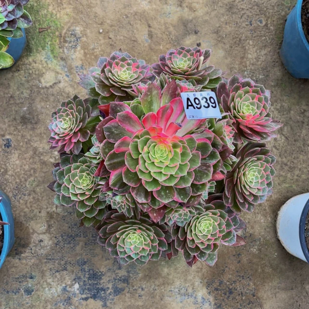 【闪购商品】939万花铜