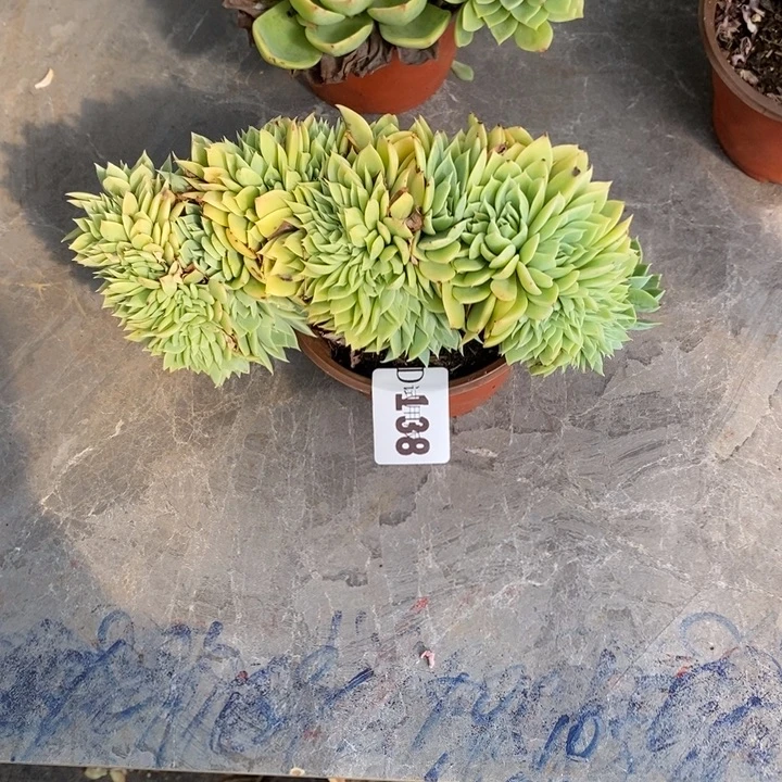 昕***语138三色锦多肉植物