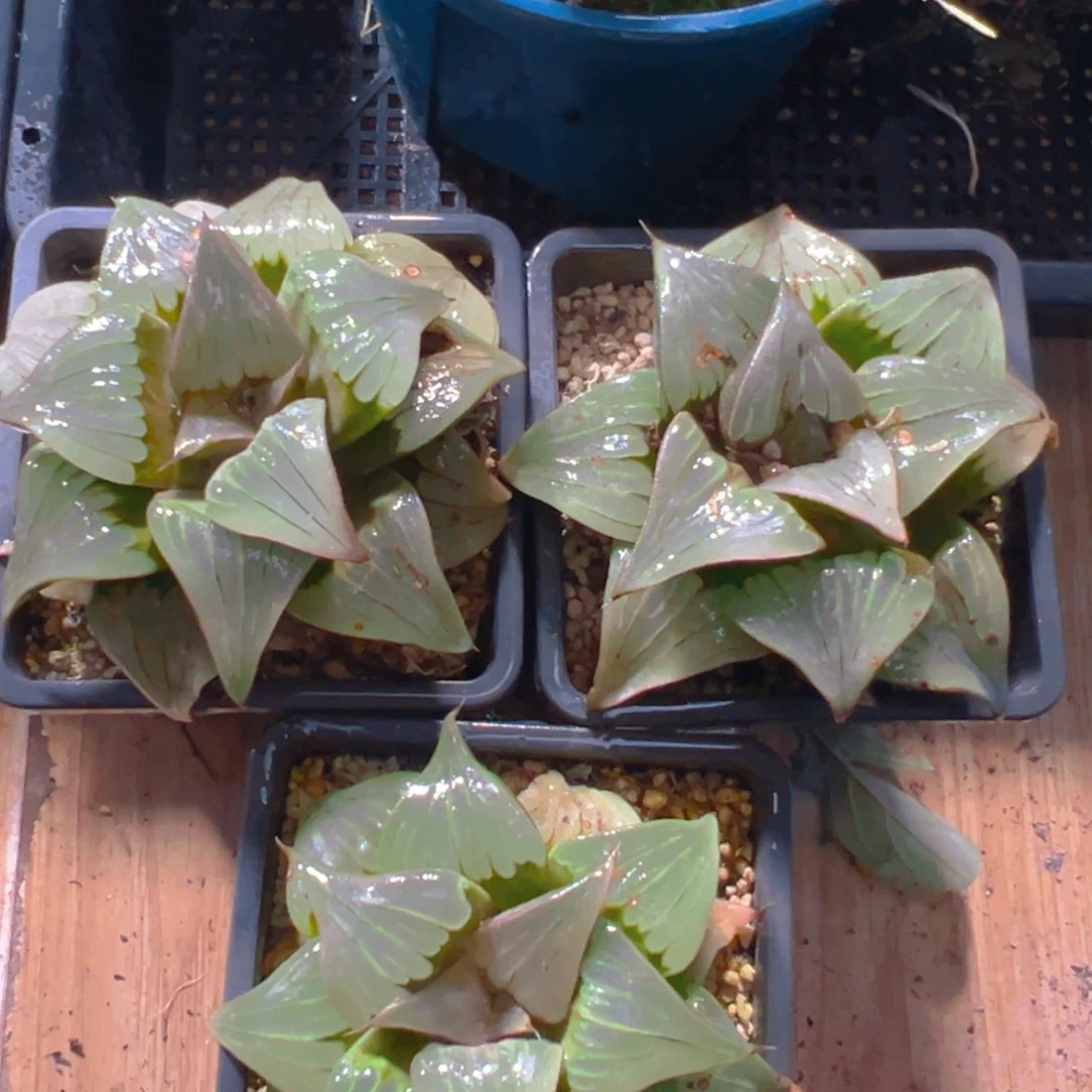 瑕疵媚凤母本玉露一颗