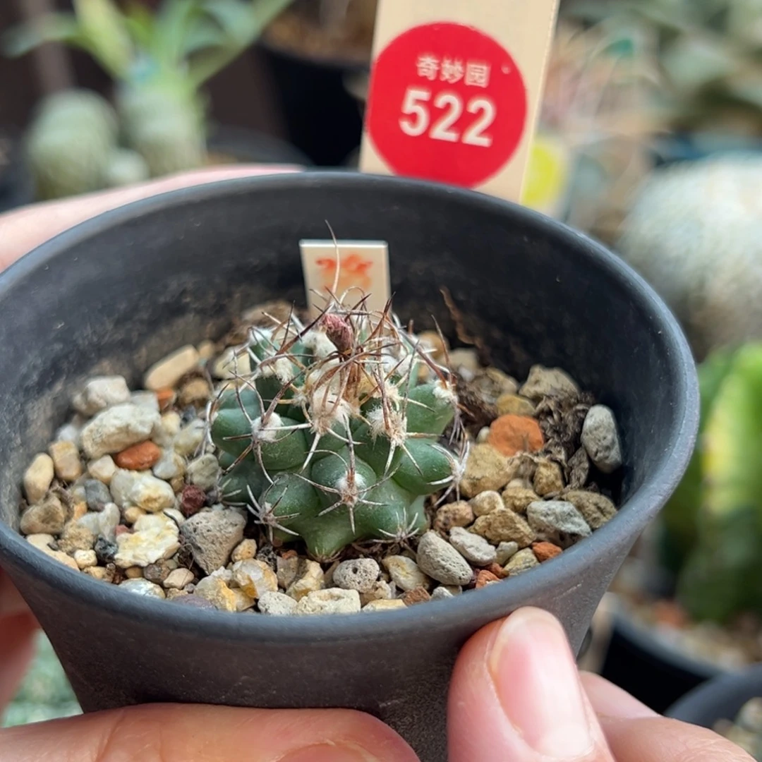 实生红花尼雷莱娇丽2.8cm