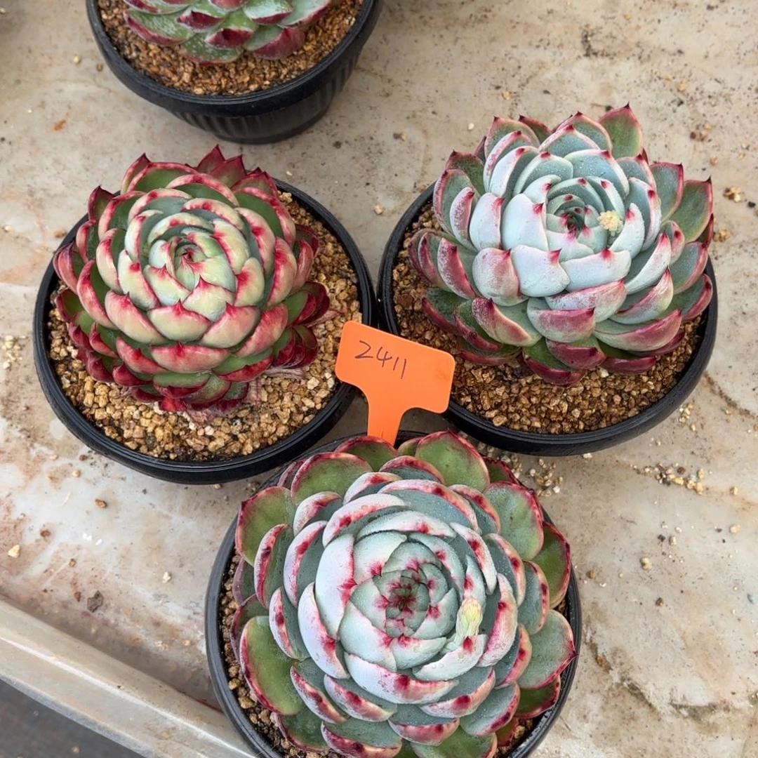 多肉惊鸿仙子2411