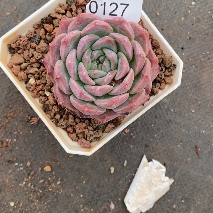 ✨****?精品多肉植物0127