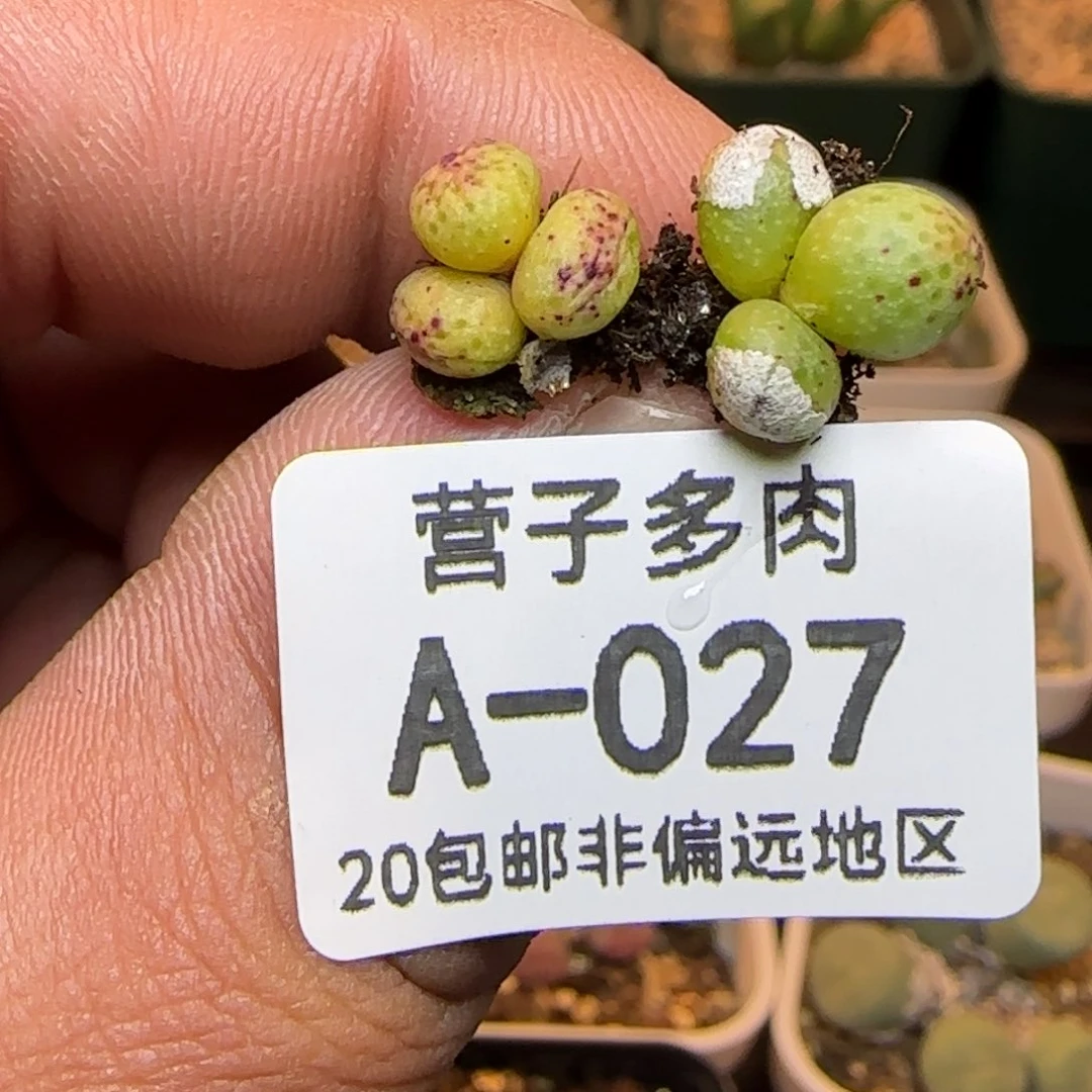 花猫斑马。