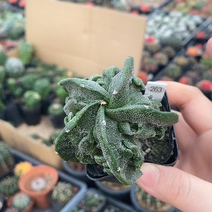 盆5公分满25包邮裸根发货