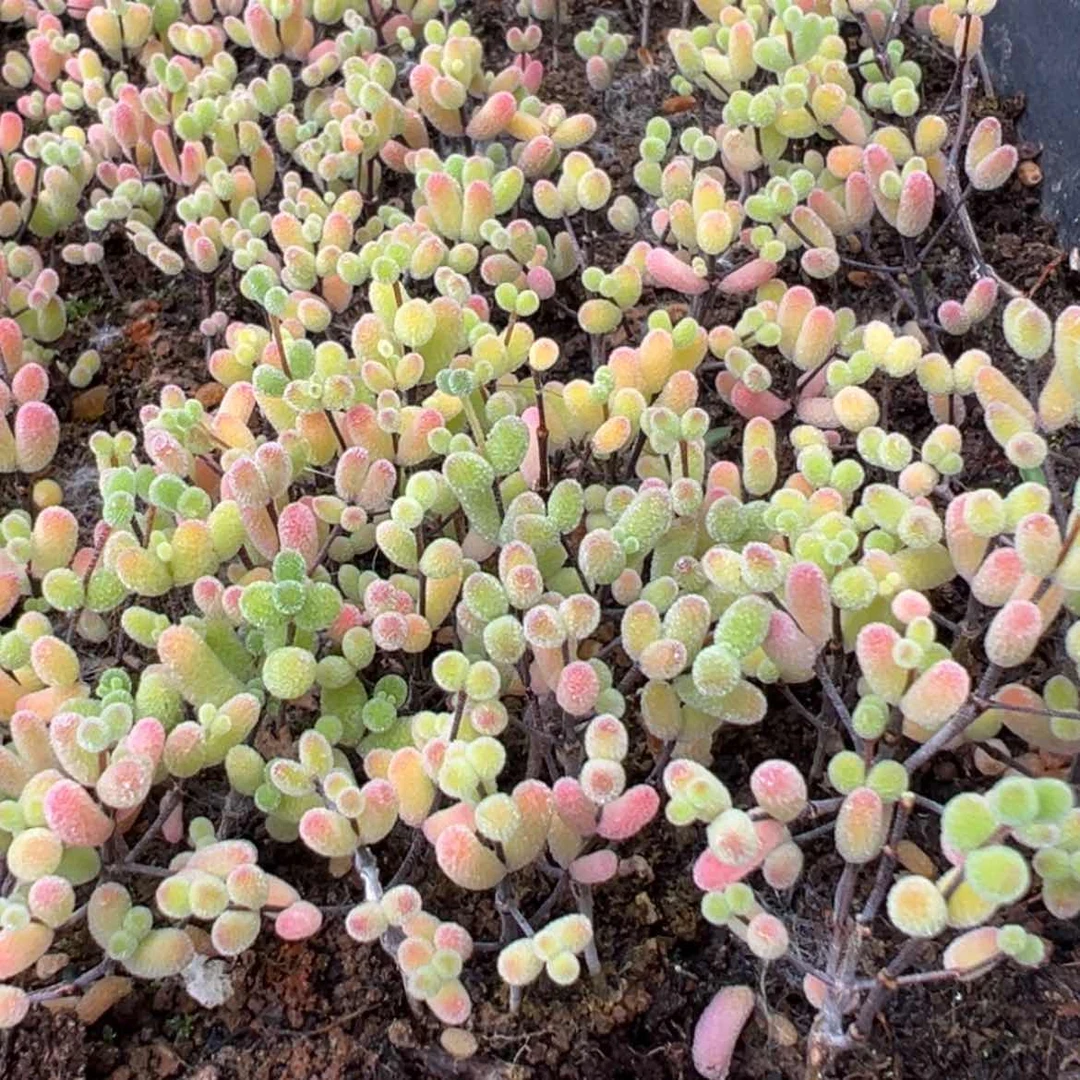 【闪购商品】可***x糖球切糕