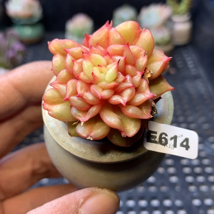 E614一物一拍连盆发