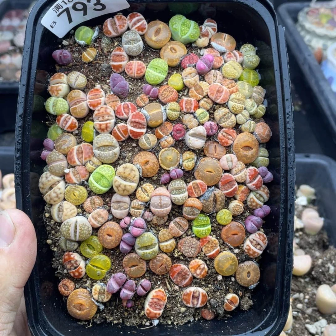 红陶000000000000000793