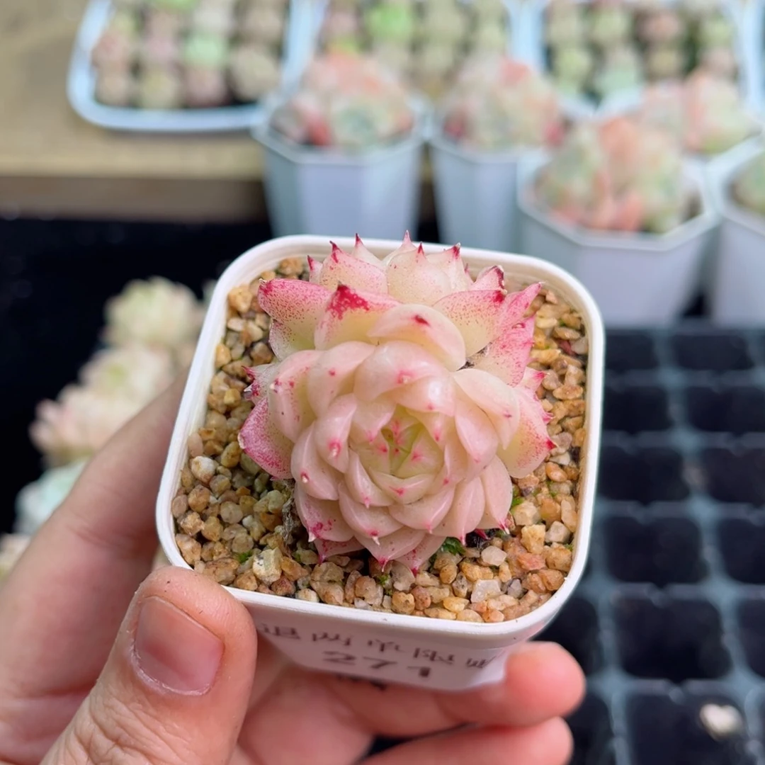 小*圆271 新疆西藏内蒙不发货