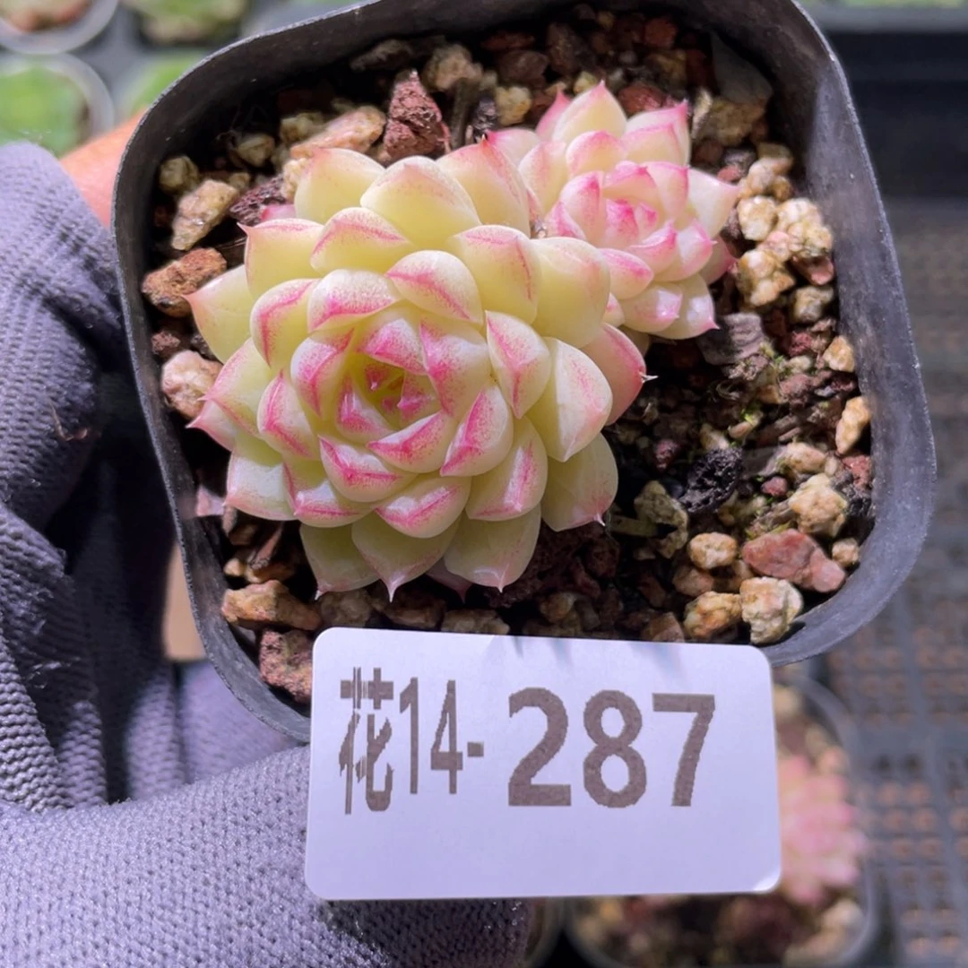 花利美14-287女王