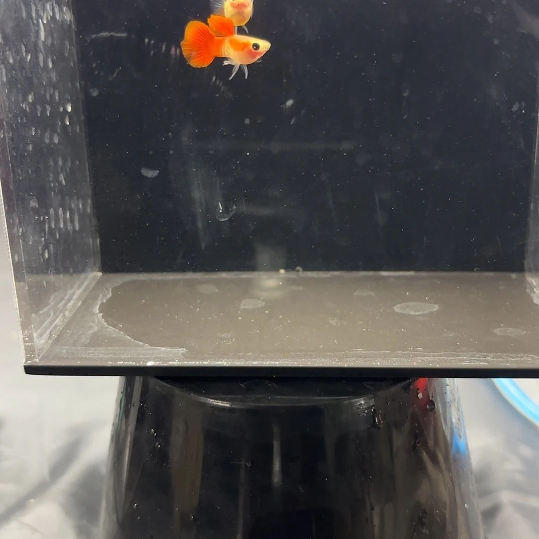 孔雀鱼银河琉璃玻璃猫一对