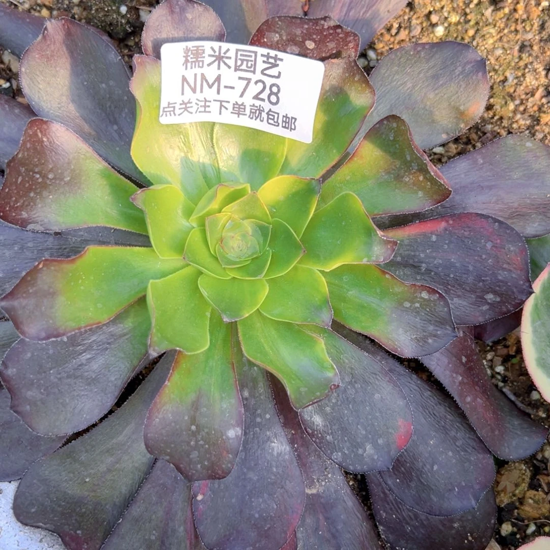 巫毒七彩多肉植物728