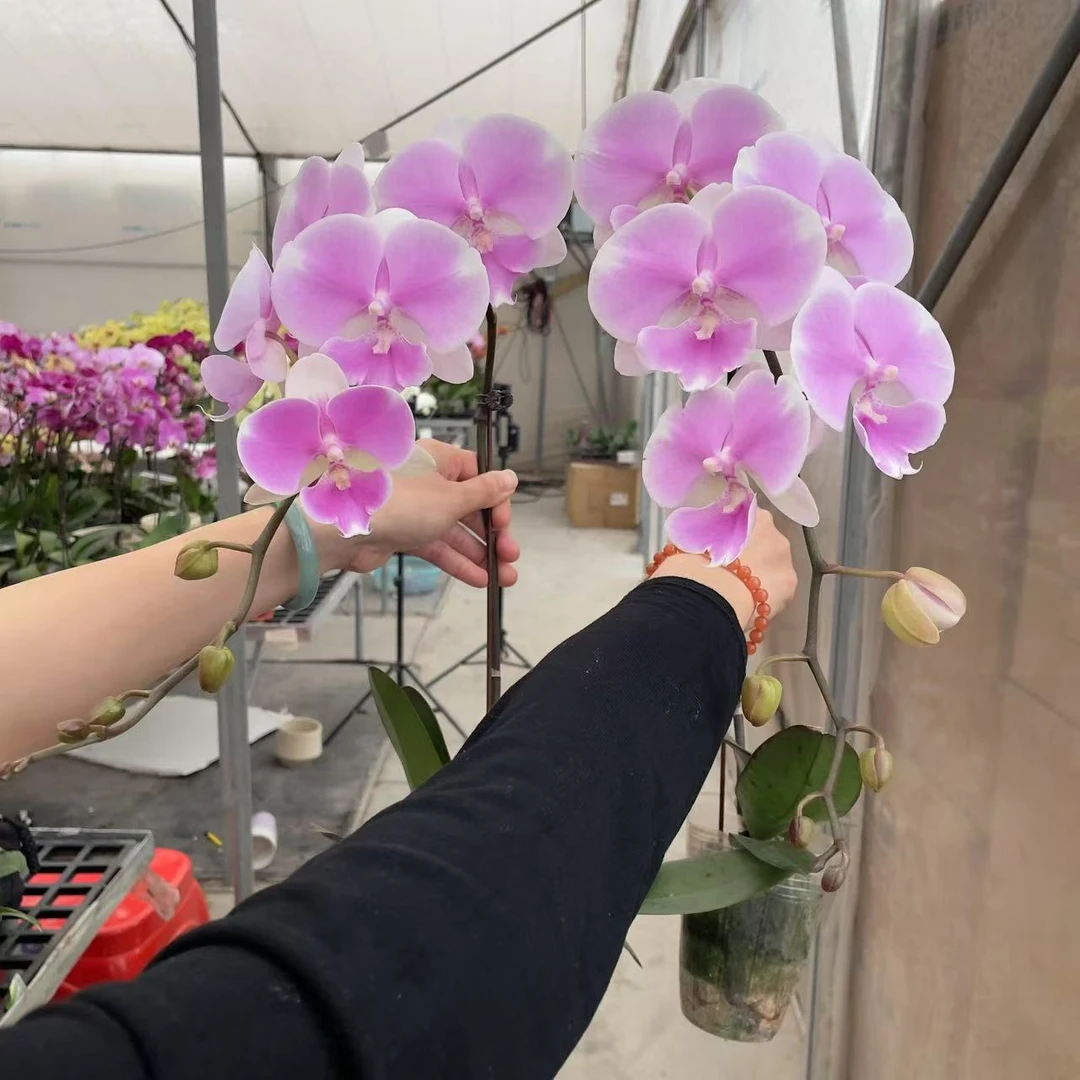 《婚纱》精品蝴蝶兰 长花絮 清新淡雅 室内花卉