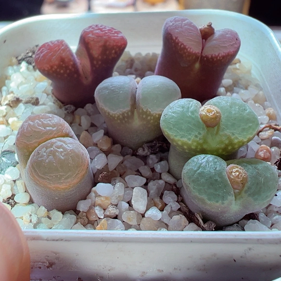 1231-539多肉多日彩套风铃