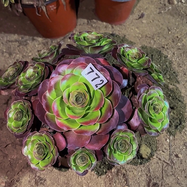 772魅金多肉植物不售后