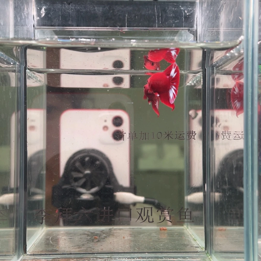 斗鱼印尼精品斗鱼20