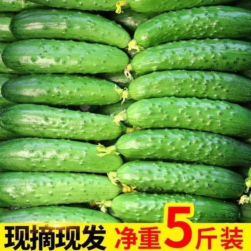 东北旱黄瓜5斤新鲜刺黄瓜脆嫩小黄瓜现摘新鲜旱黄瓜当季旱黄瓜