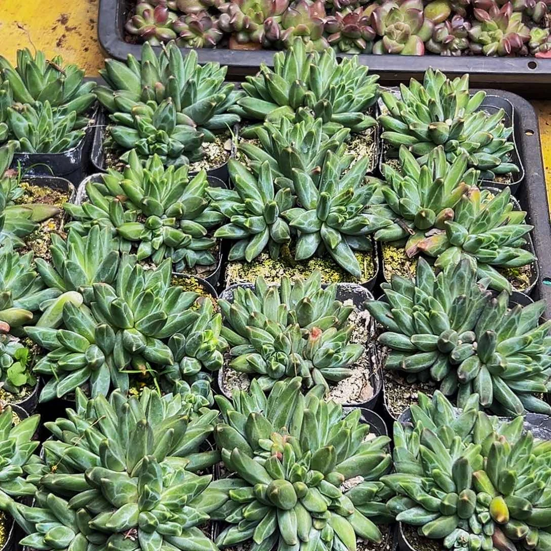 4颗美人系列多肉植物