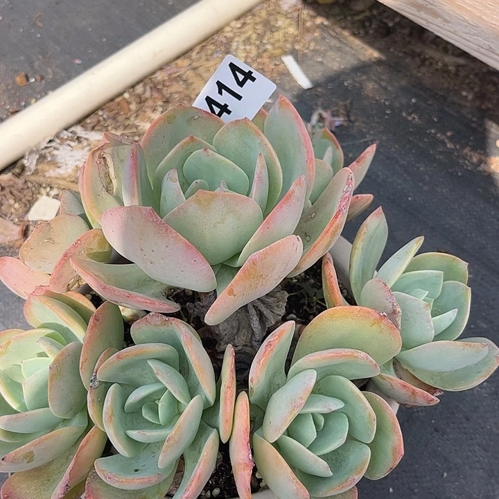 欢***）414血凤果冻凤脱土发货不退不换