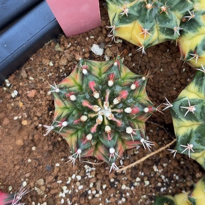 634-0720泰国发货