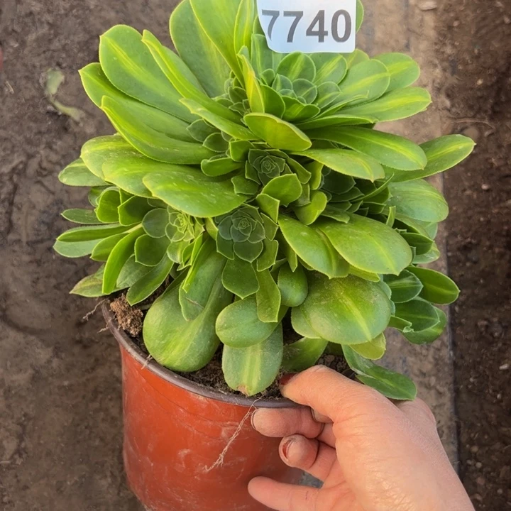 7740琉璃多肉植物
