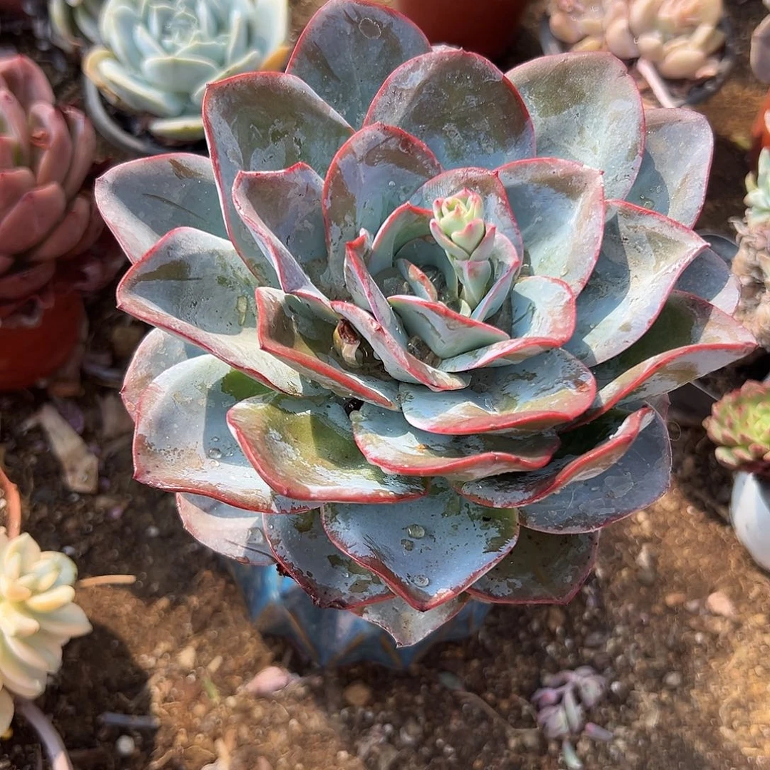 多肉植物布鲁兰单头