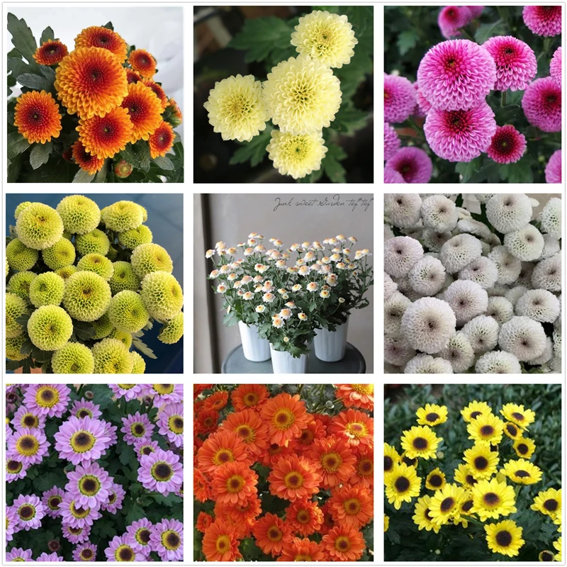 迷你型菊花苗 珠玉之卵纽扣小米菊 阳台多年生新品盆栽花卉包邮