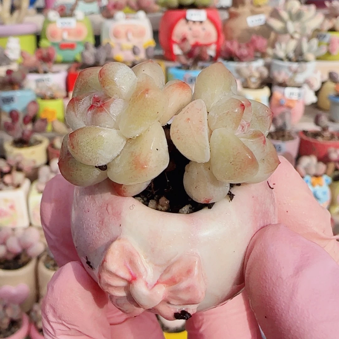 糖心冰玉 盆口3cm