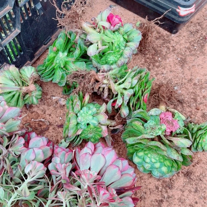 知否带跟的9.9的