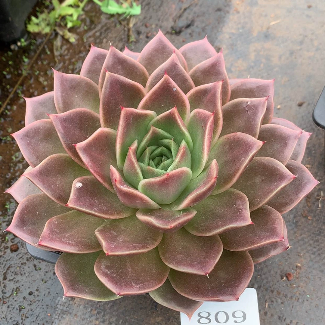 【闪购商品】云809号