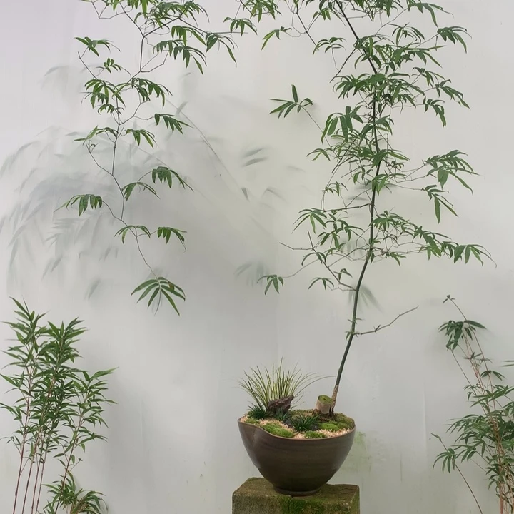 竹子竹子绿植盆栽花卉