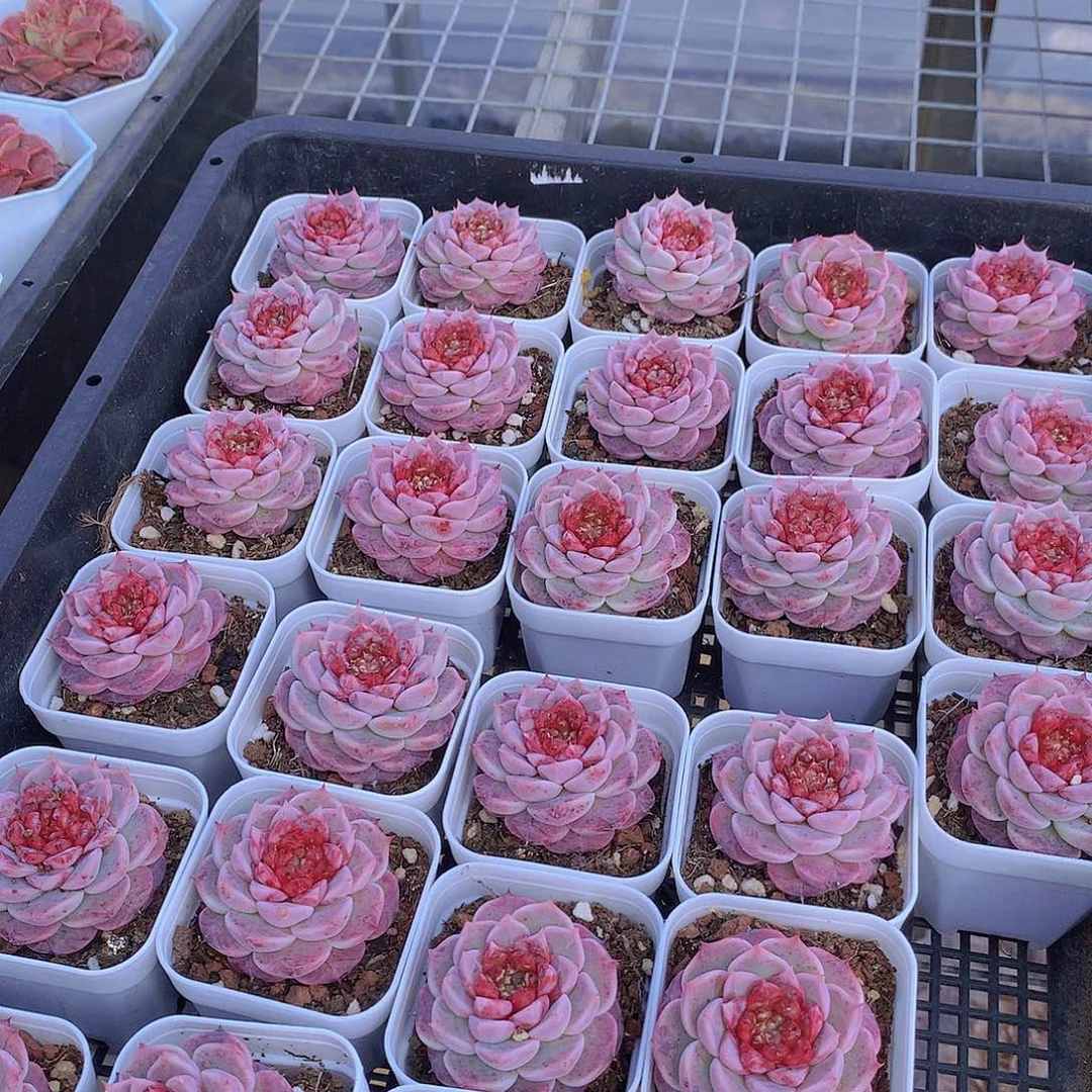 天鹅绒3盆44777477477777