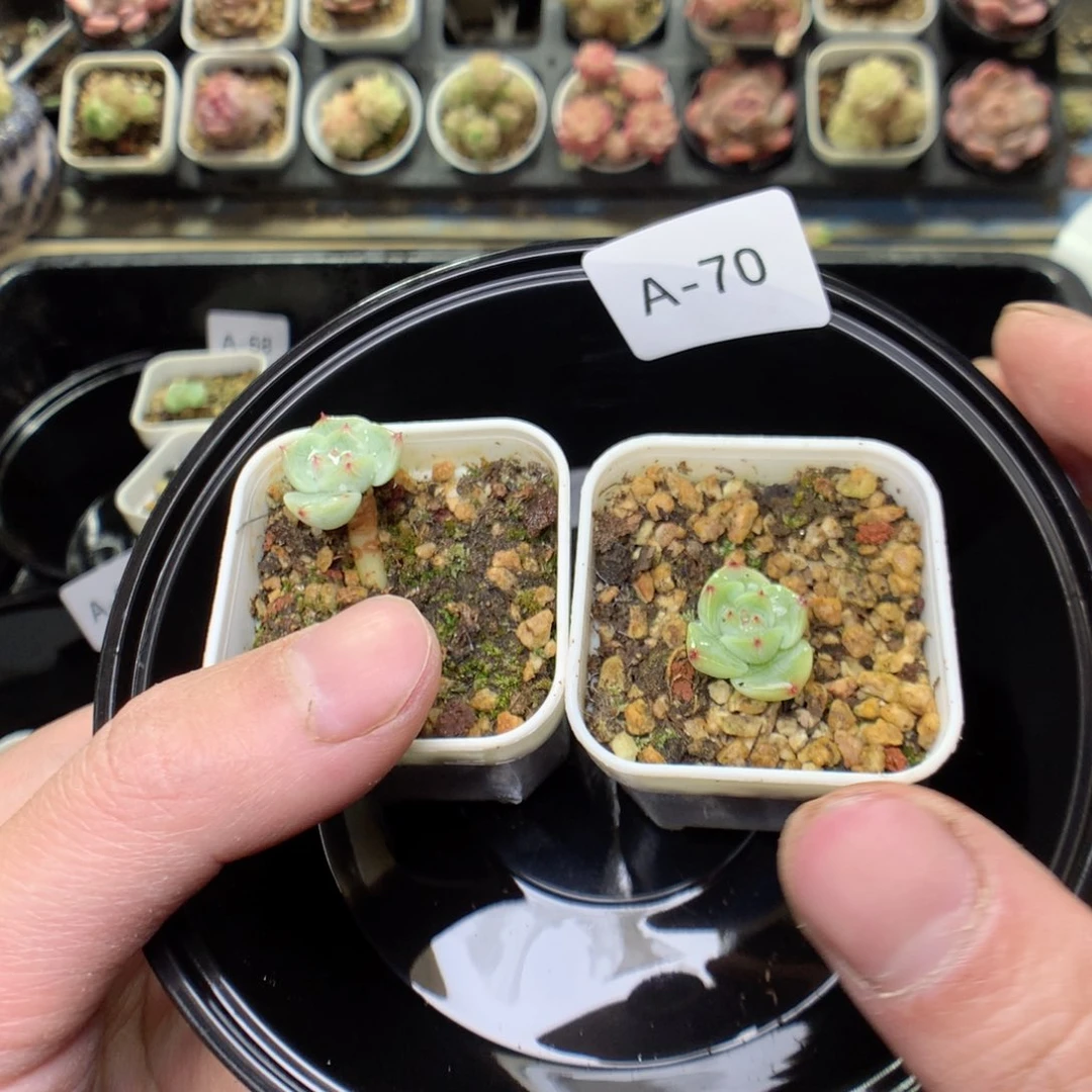 A70y y y y y y y t y y