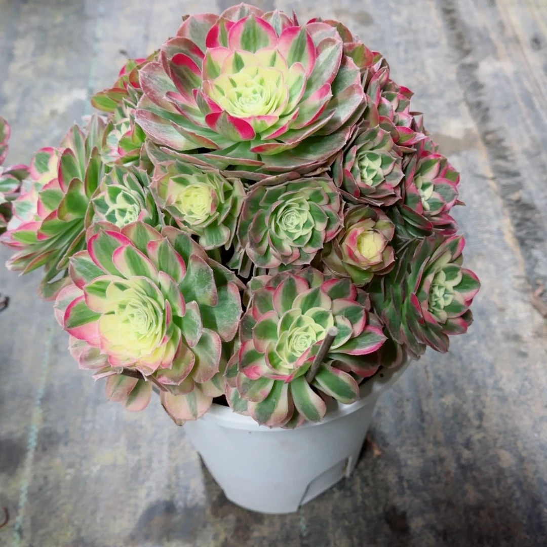 彩***笑玉资，多肉植物生长速度