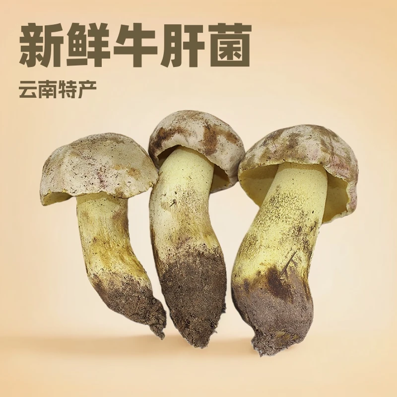 新鲜牛肝菌云南野生白葱牛肝菌见手青食用蘑菇现货批发代发包邮