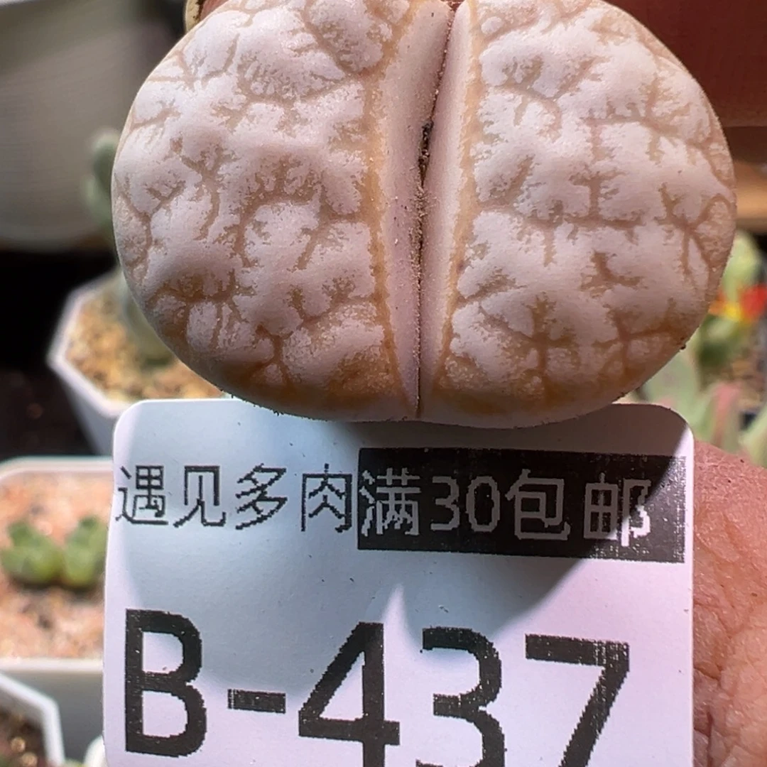 多肉植物111111111111