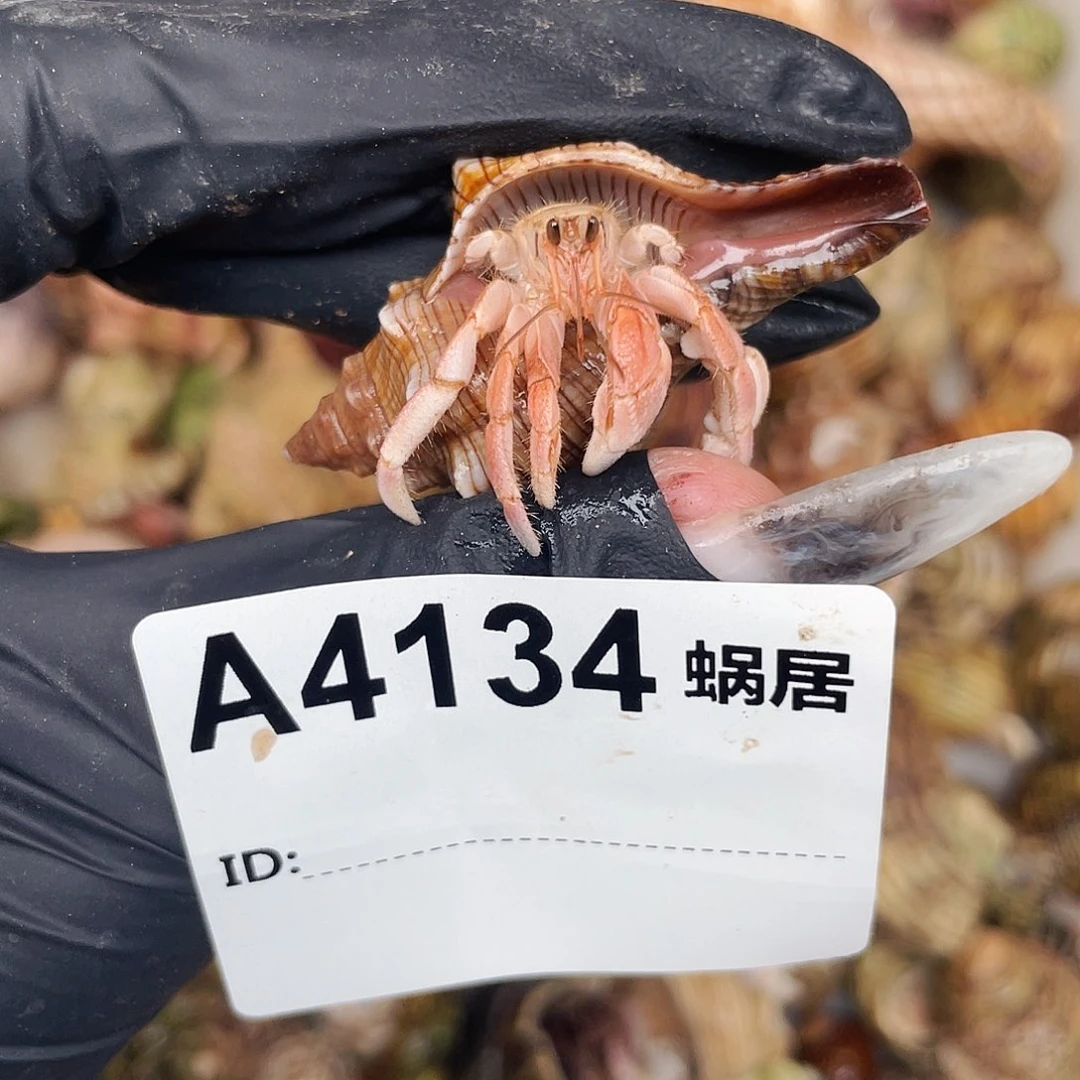 J***海寄居蟹寄居蟹4134