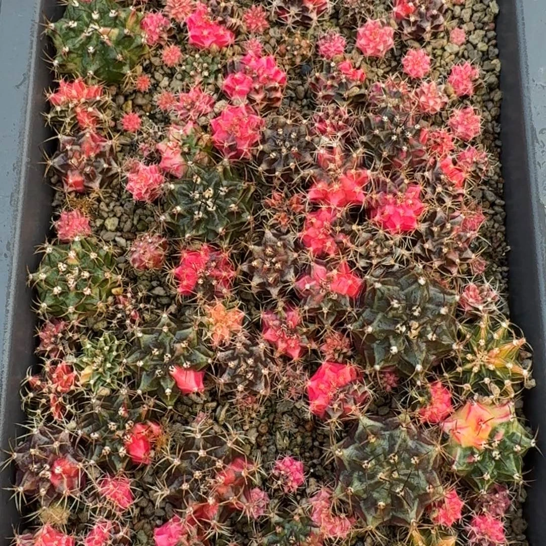 米哈实生自然锦海轮系列整框21