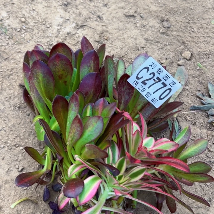 2770多肉植物砍头法师法师